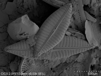 Une nouvelle espèce de diatomée décrite dans le Marais poitevin