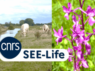 Labellisation SEE-Life : le CNRS récompense 10 ans de recherche sur la biodiversité du Marais poitevin !
