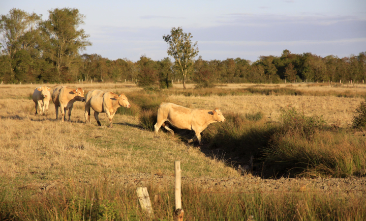 paec vaches