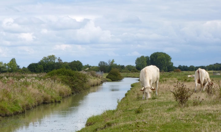 suivi de la biodiversité - rapport 2015