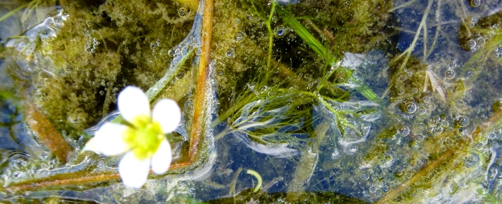 suivi biodiversité couverture